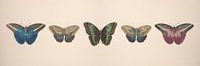 Vintage papillon collage de dessins antiques par Roger VDB Aperçu