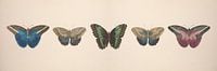 Vintage papillon collage de dessins antiques