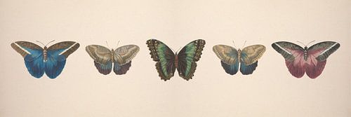 Vintage butterfly collage of antique drawings