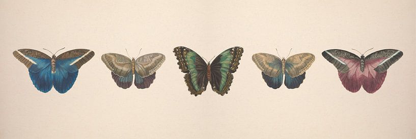 Vintage papillon collage de dessins antiques par Roger VDB