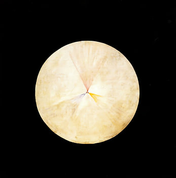Dollar des sables lunaire