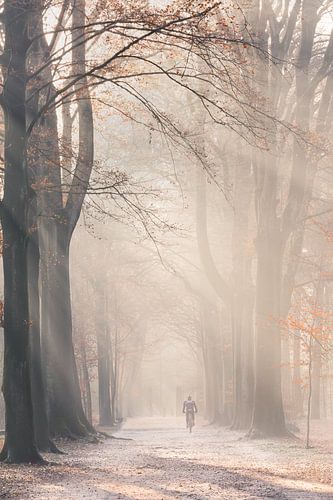 Zonnestralen in mistig Herfst bos