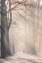 Zonnestralen in mistig Herfst bos van Ingrid Van Damme fotografie thumbnail