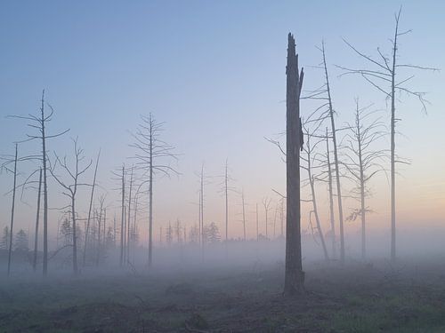 Sonnenaufgang in Dwingelderveld – Drenthe (Niederlande)