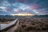 Lever de soleil au Vlonderpad dans le Mastbos