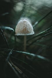 Mushroom among the grass with hoarfrost by Jan