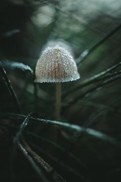 Mushroom among the grass with hoarfrost by Jan Eltink