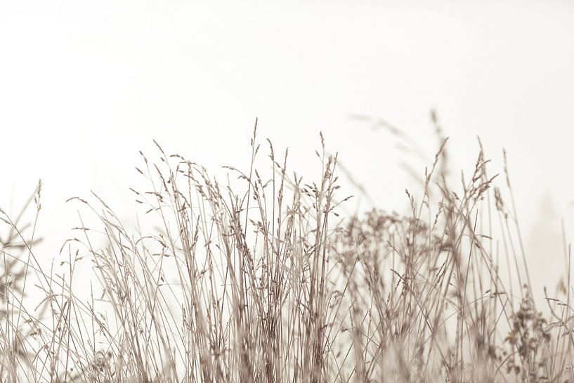 Tranquil Grasslands by Monika Strigel