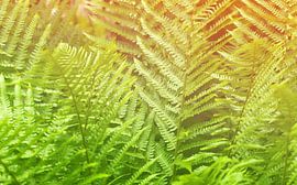 Fern by Bo Valentino