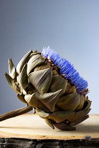 Artichaut en fleurs sur un piédestal