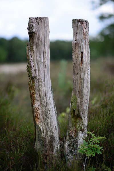 Twins by Anton de Wolff