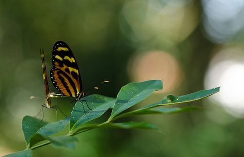 Vlinders