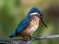 Kingfisher