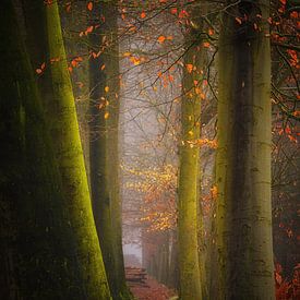 Herbstzauber . Herbstzauber . von Saskia Dingemans Awarded Photographer