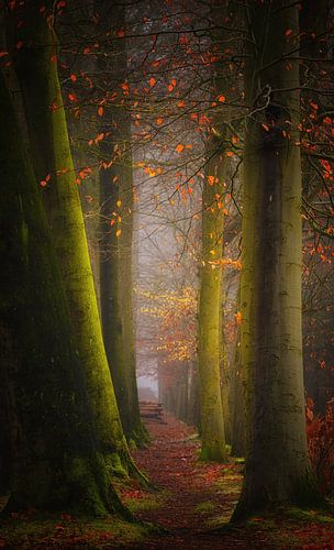 Autumn magic . Autumn magic . by Saskia Dingemans Awarded Photographer