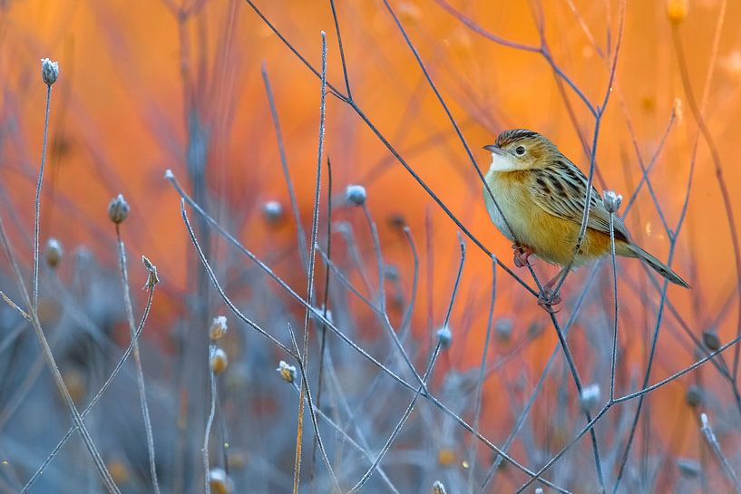 Gaszanger, Cisticola juncidis van AGAMI Photo Agency