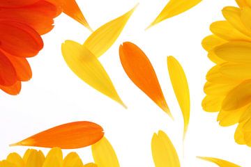 Yellow and orange gerbera's (3) by André Blom Fotografie Utrecht