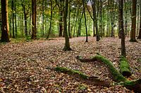 Troncs d'arbres abattus couverts de mousse dans la forêt pendant la saison automnale