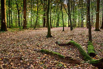 Moss-covered fallen tree trunks in the forest during the autumn season by 77pixels