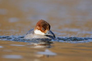 Smew ( Mergellus albellus ), female in winter, rare winter guest, comes quickly closer, swimming tow