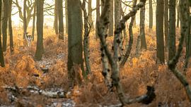 Herten van de AWD van Dirk van Egmond