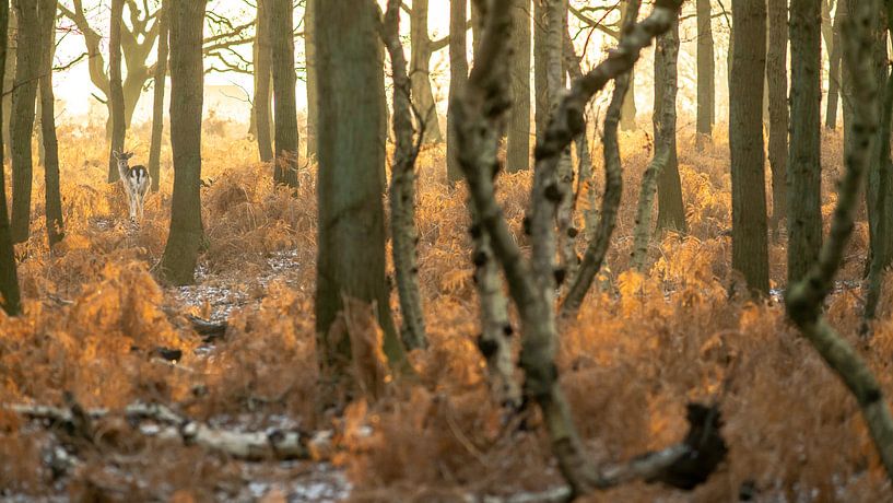 Herten van de AWD by Dirk van Egmond