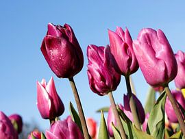 Purple Tulips by Christel Smits