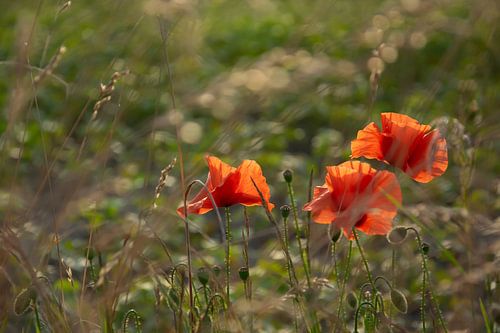 Des coquelicots dans la prairie