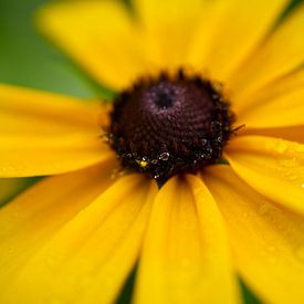 Aardpeerbloesem na regen van Iris Holzer Richardson