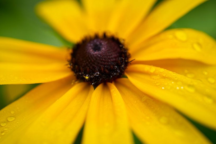 Aardpeerbloesem na regen van Iris Holzer Richardson