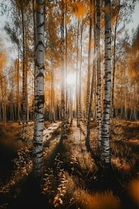Herbstwald im goldenen Licht