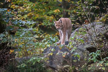 Lynx / Eurasian Lynx ( Lynx lynx ) hunting at dawn between autumnal colored bushes, Europe. by wunderbare Erde