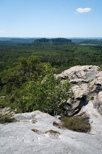 Bebost landschap en zandstenen rotsen