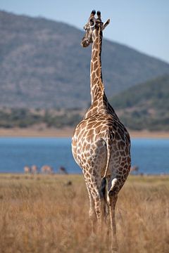 Giraffe bij meer van Awesome Wonder