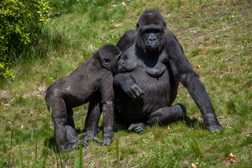 Gorilles, mère avec son bébé qui mendie par Joost Adriaanse