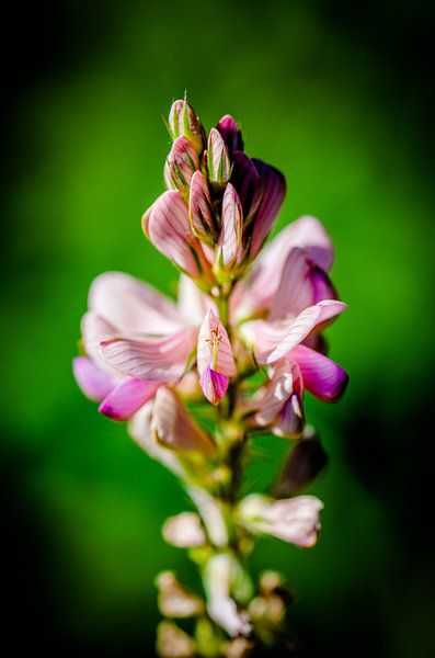 Roze bloem in groen van Robbert De Reus
