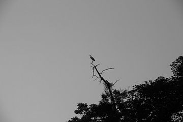 Zittende reiger van Karlo Huinink