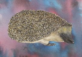 Hedgehog by Jasper de Ruiter