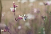 Butterfly happiness