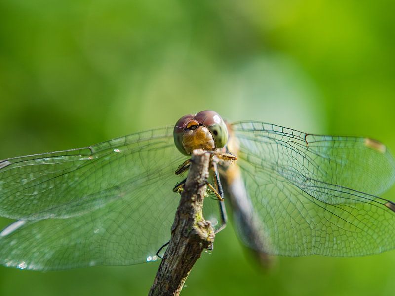 Libelle in Grün von Mr White Takes Pictures