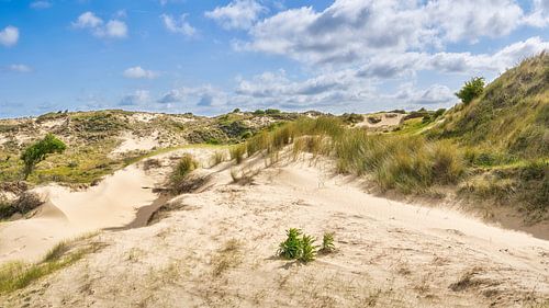 Duin met stuifduinen in de Amsterdamse waterleidingduinen van eric van der eijk