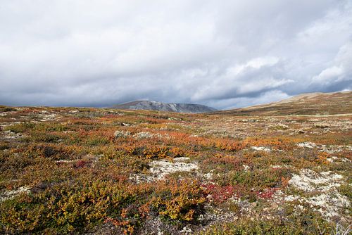 Mosses in Dovrefjell