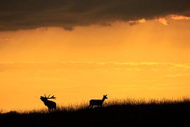 Into the wild van Ronald Kamphuis
