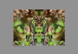 Blaugrüne Mosaikjungfer - #919191