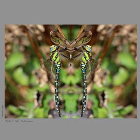 Blue-green mosaic damselfly by Matthias Brix