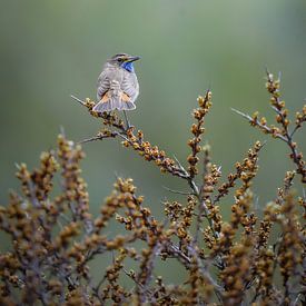 Blaukehlchen von Tom Zwerver
