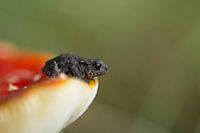 Vliegenzwam met pad.