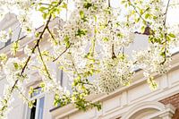 Witte kersenbloesems