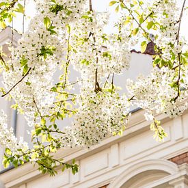 Fleurs de cerisier blanches sur Catrin Grabowski