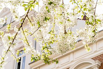 White cherry blossoms by Catrin Grabowski